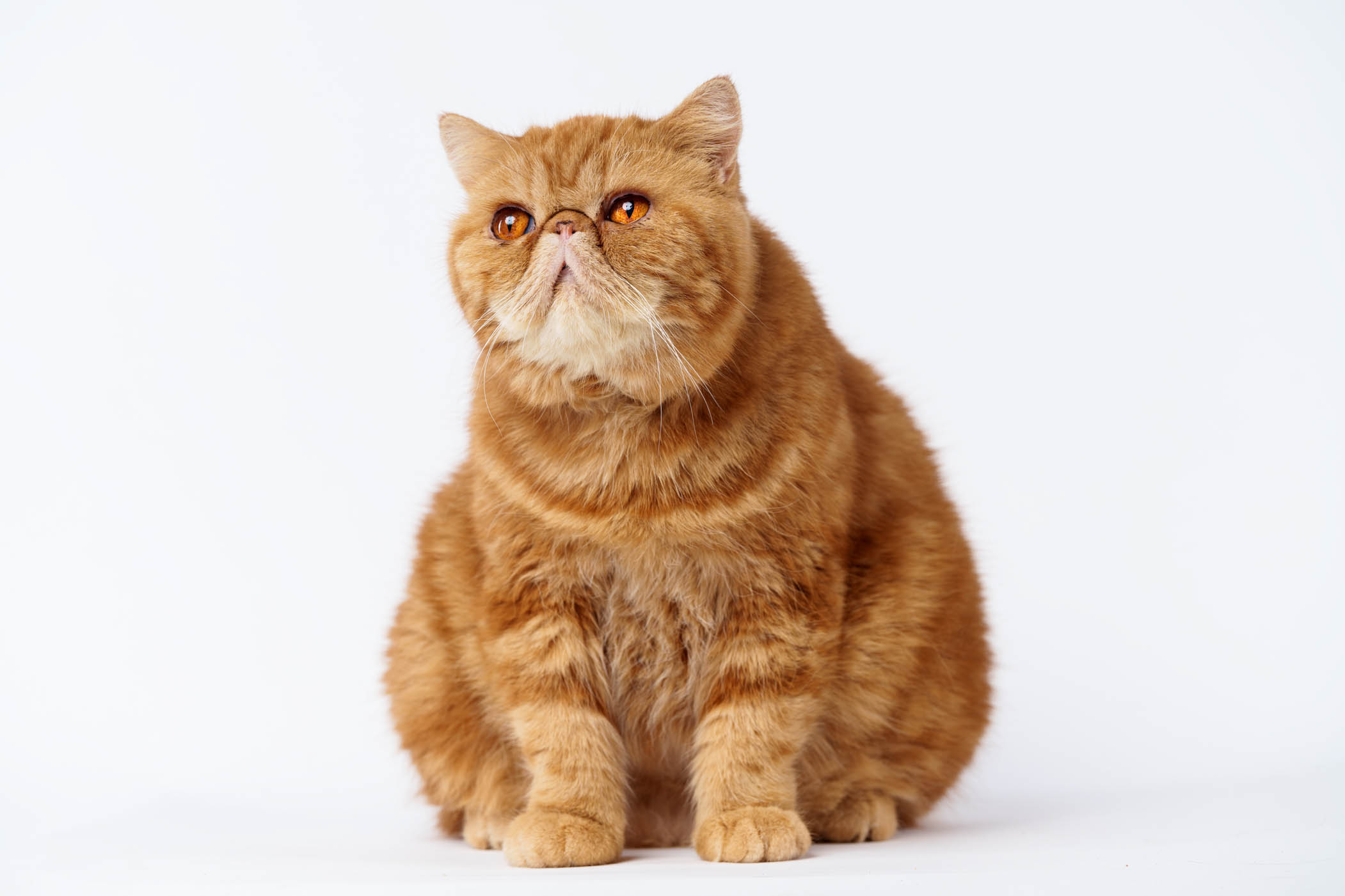 British Short Hair cat portrait