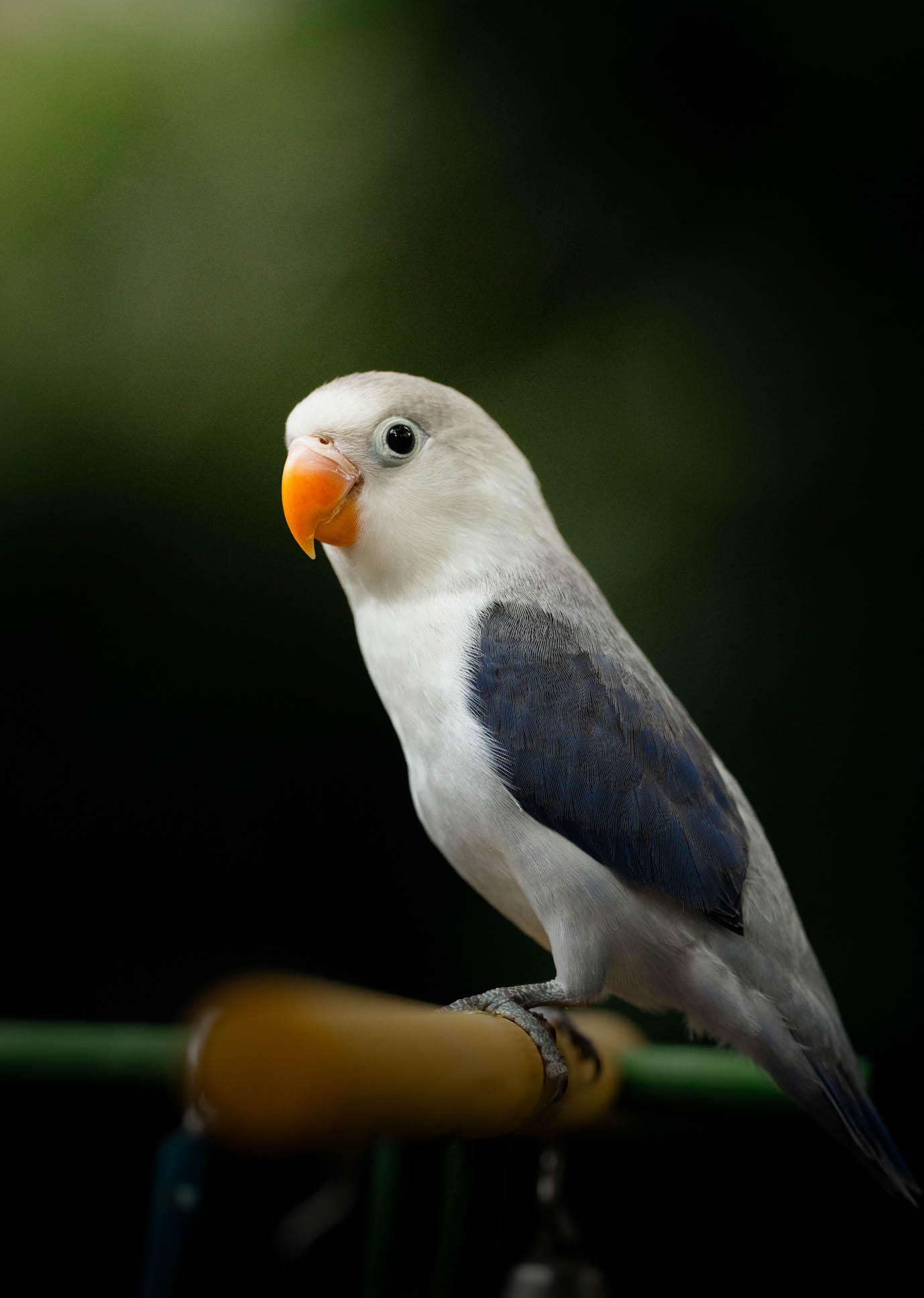 Lovebirds pet portrait
