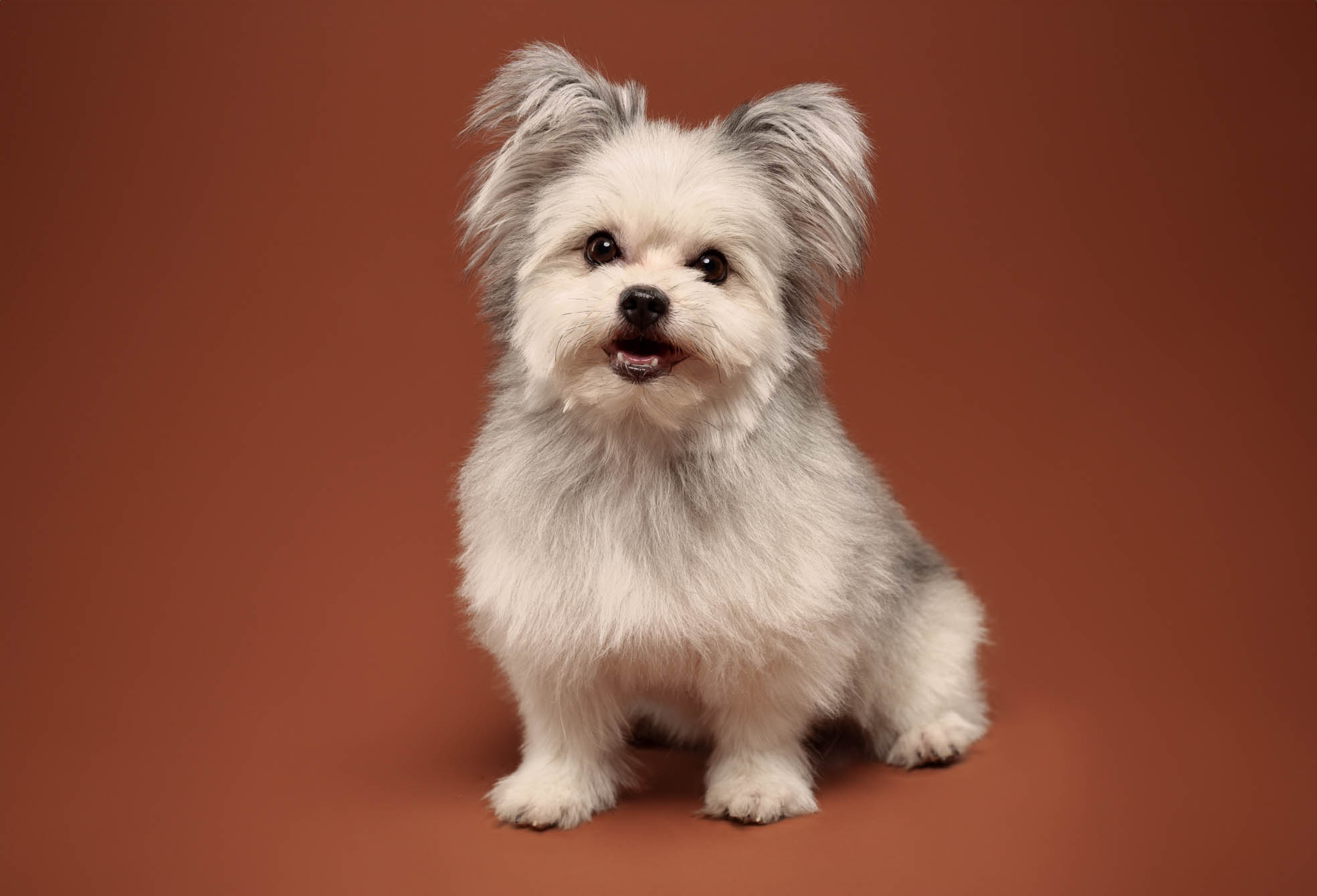 Pomeranian pet portrait in Parañaque