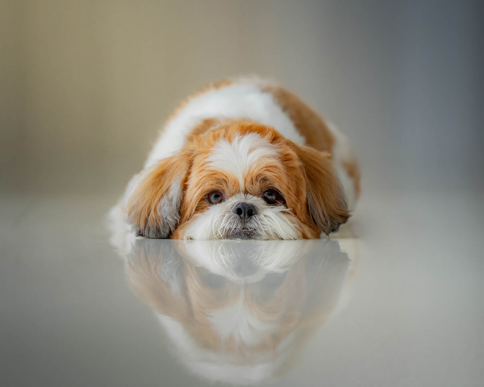 Sammy the pet
