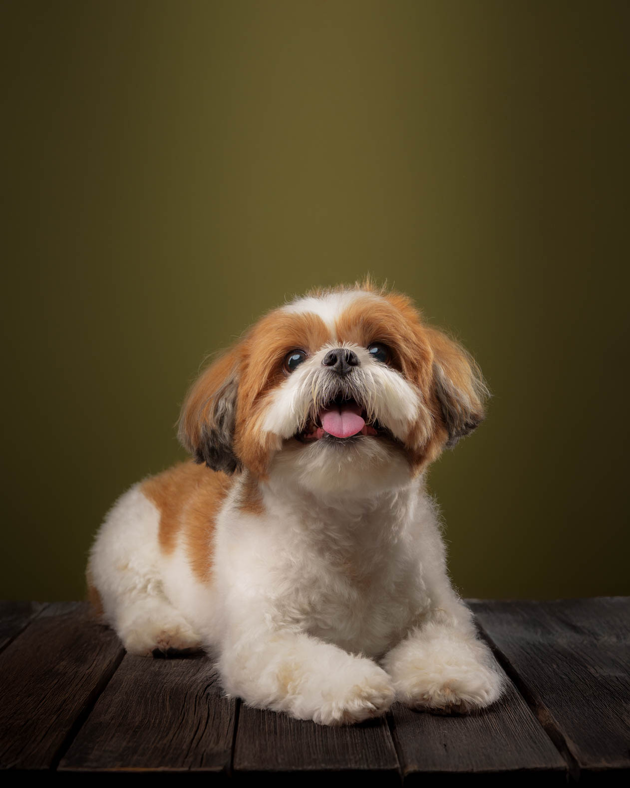 Sammy the pet