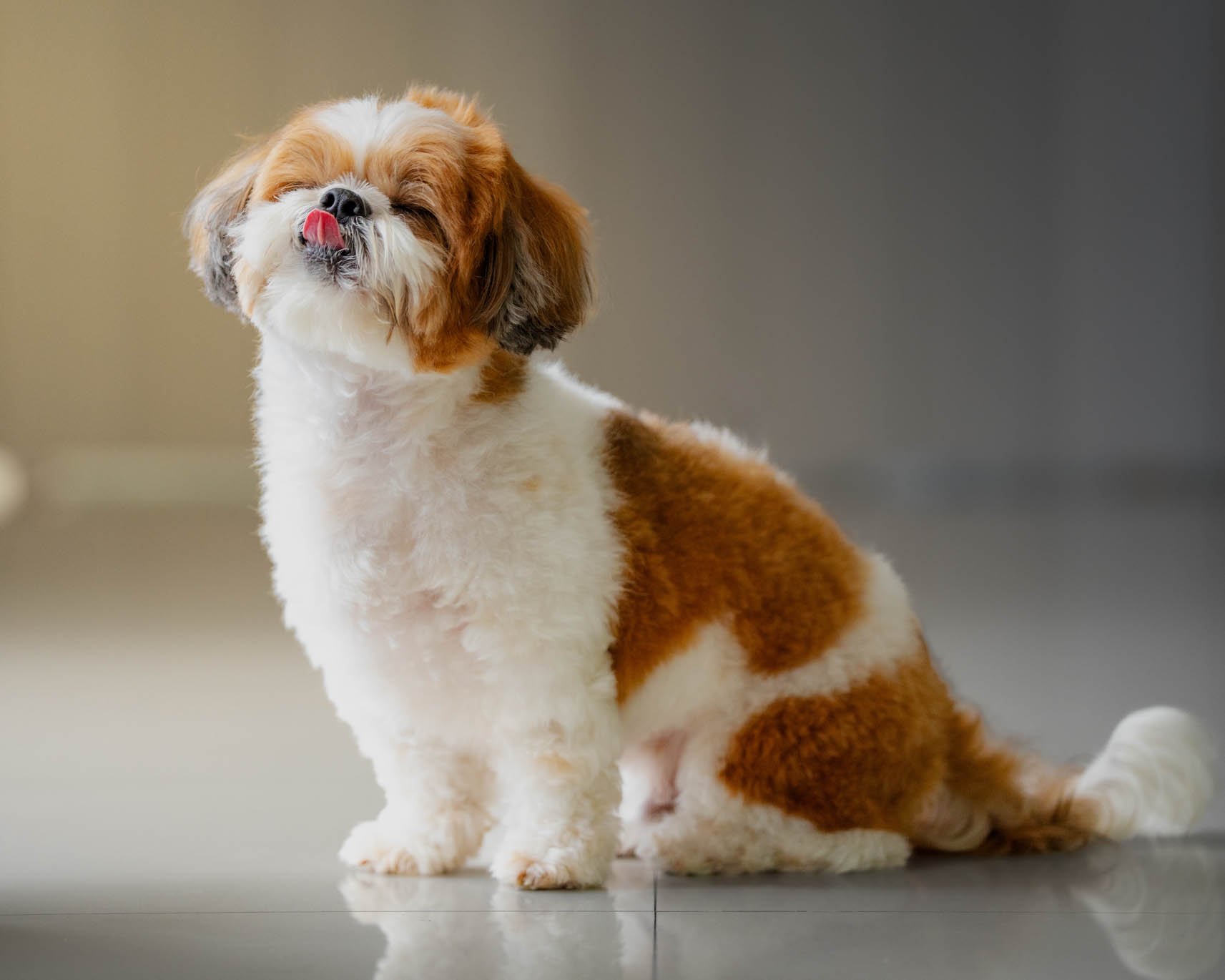 Sammy the pet
