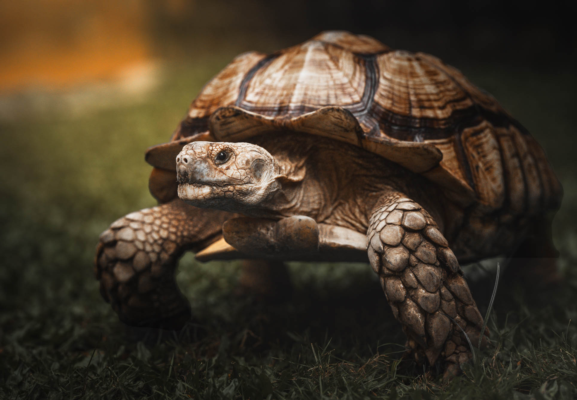 Tortoise pet portrait