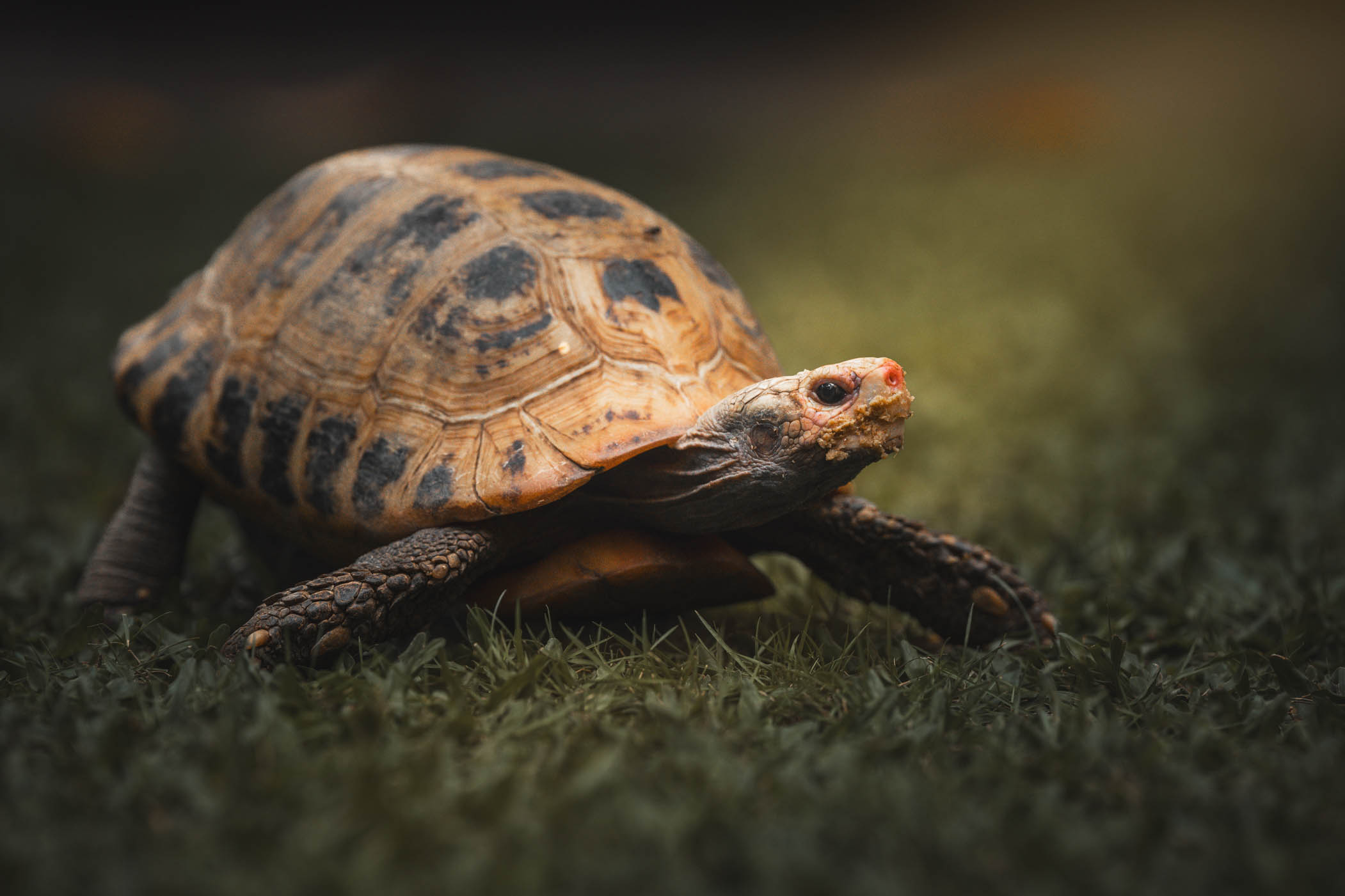 Tortoise pet portrait in Muntinlupa