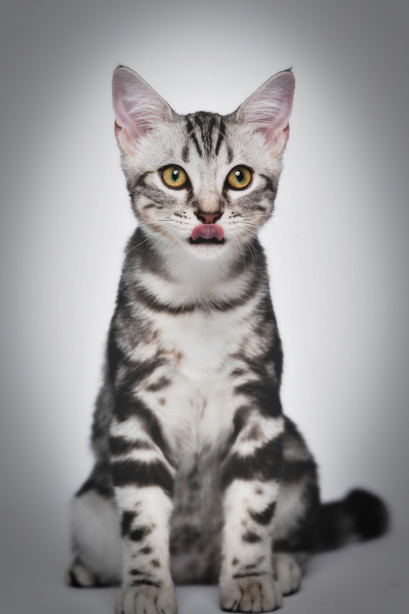 Cat pet portrait in Quezon City