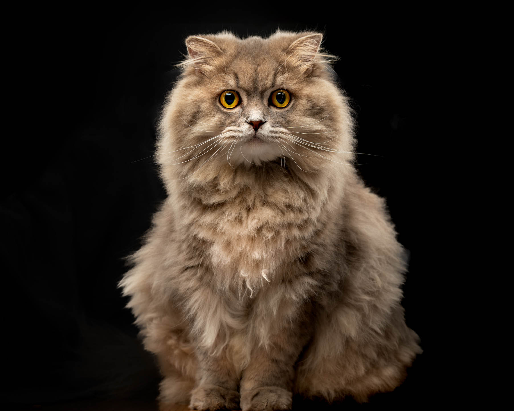Cat pet photography session in Pasig by PawPlay Studios