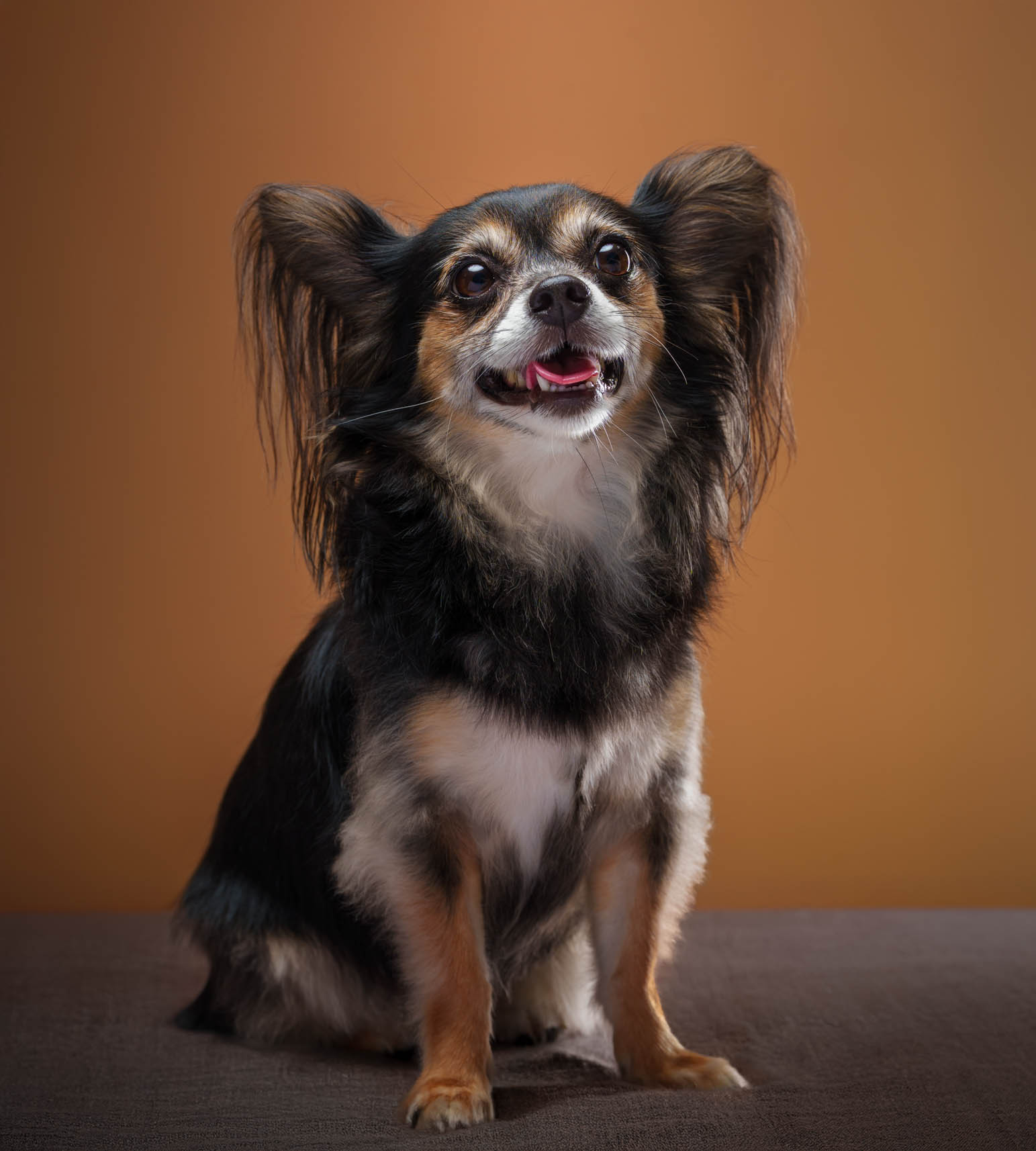 Chihuahua pet portrait