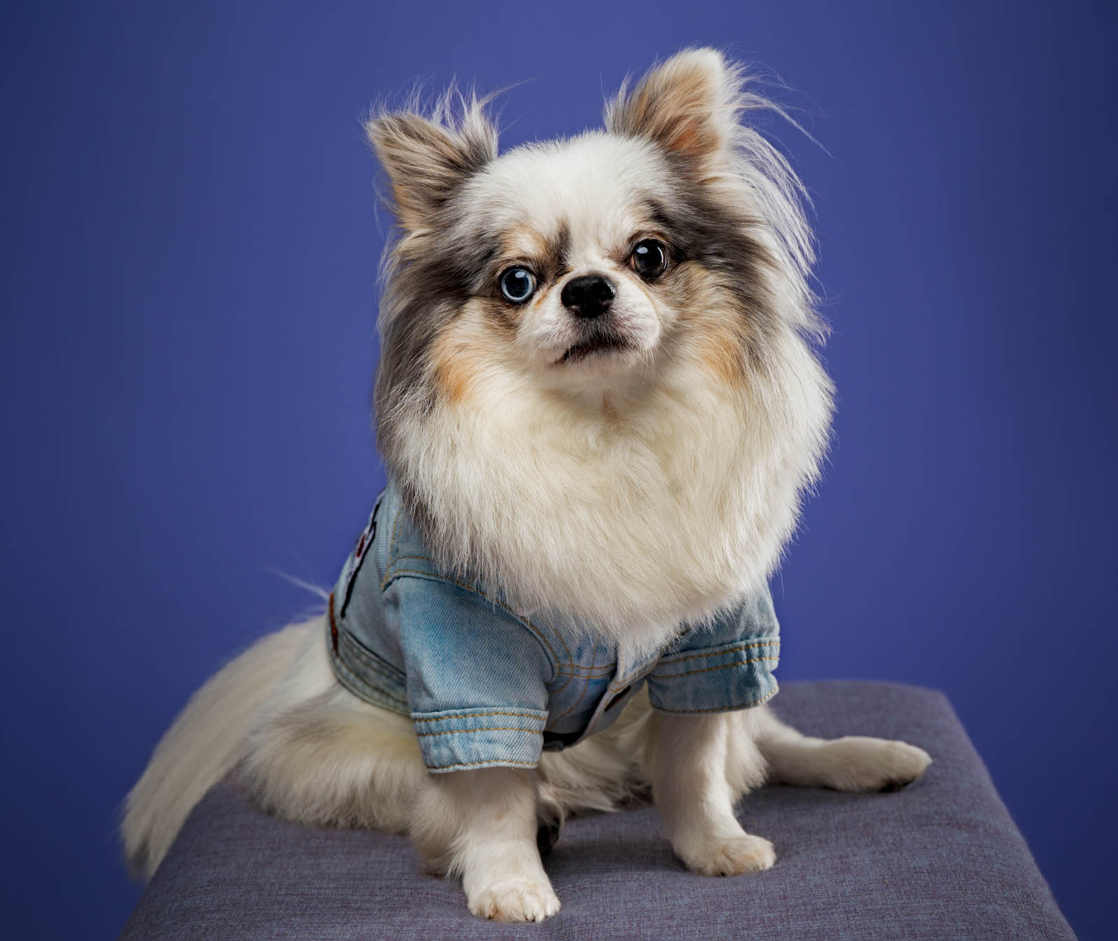 Chihuahua pet portrait in Quezon City