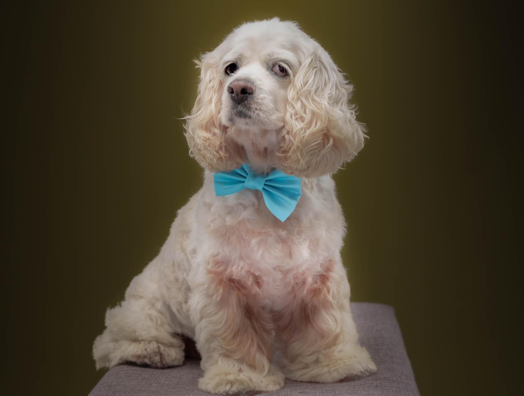Cocker Spaniel pet portrait in Quezon City