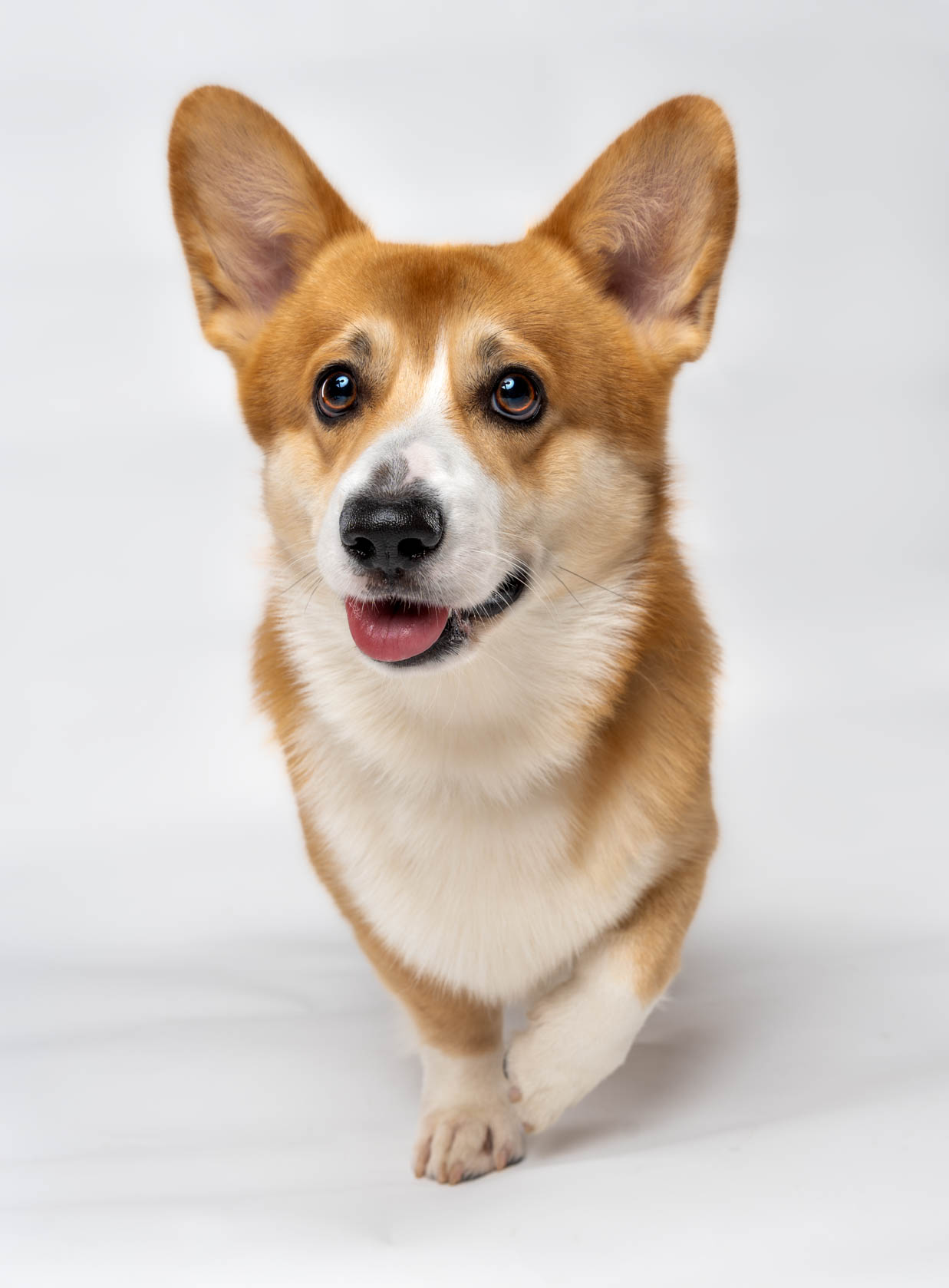 Corgi pet portrait