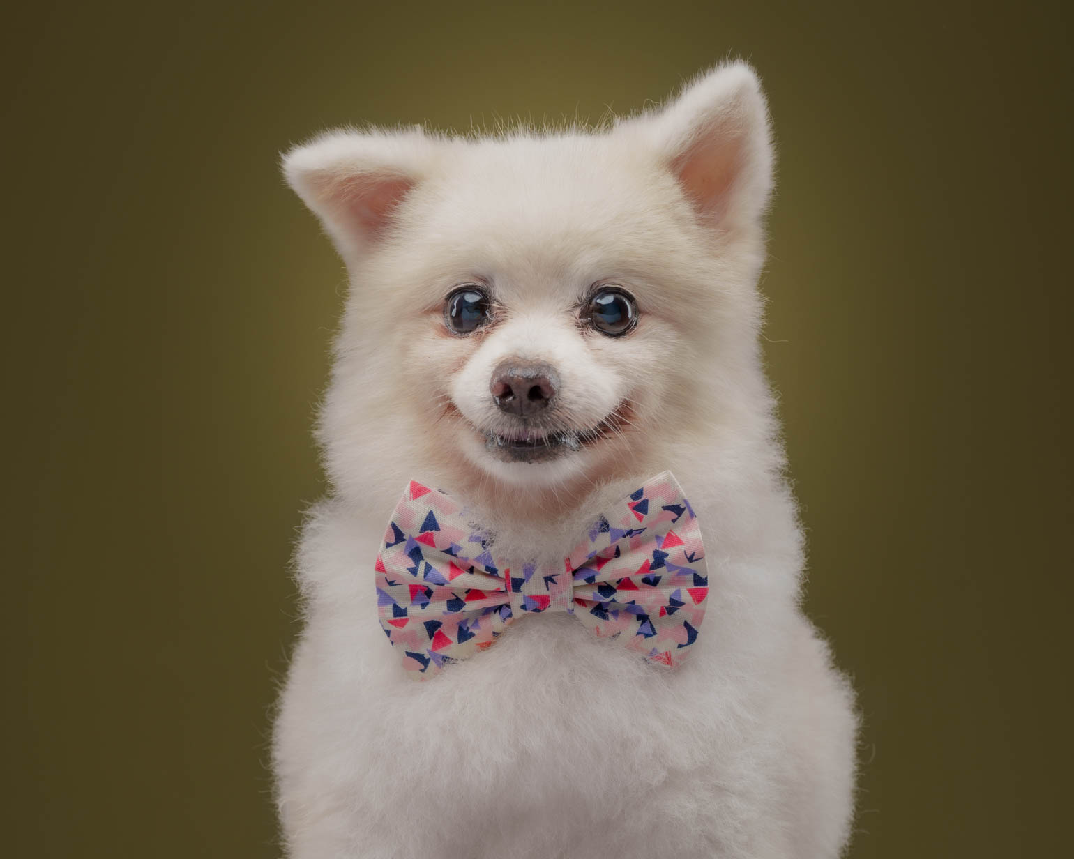 Pet portrait in Quezon City