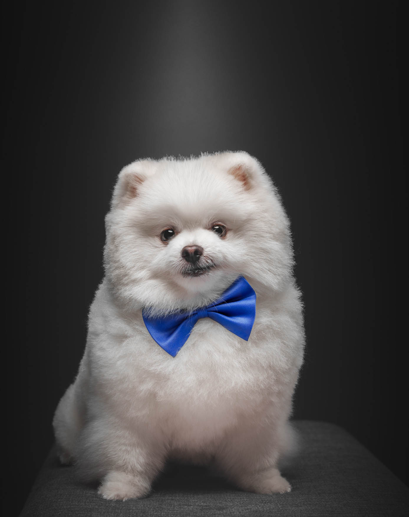 Pomeranian pet portrait in Pasig