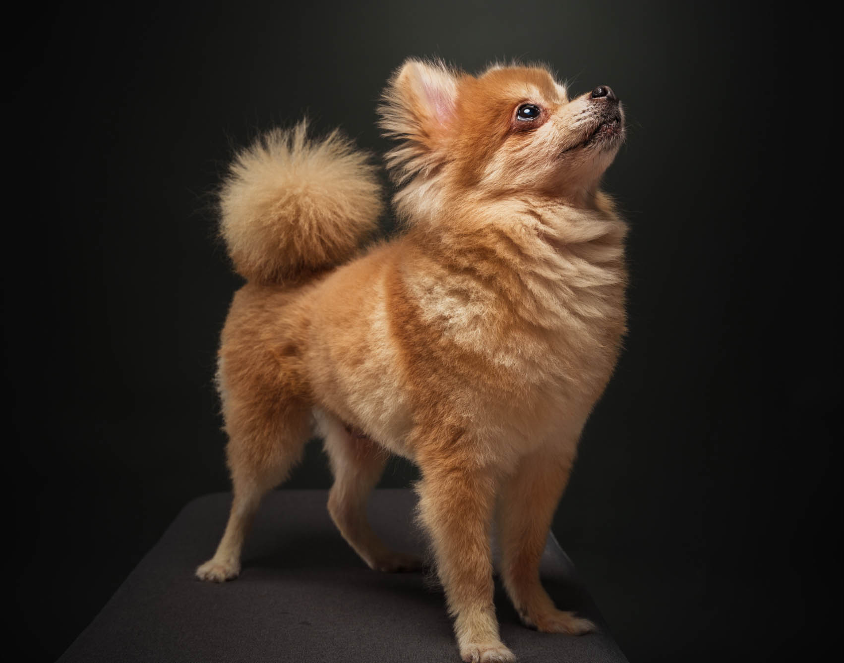 Pomeranian pet photography session in San Juan, Metro Manila