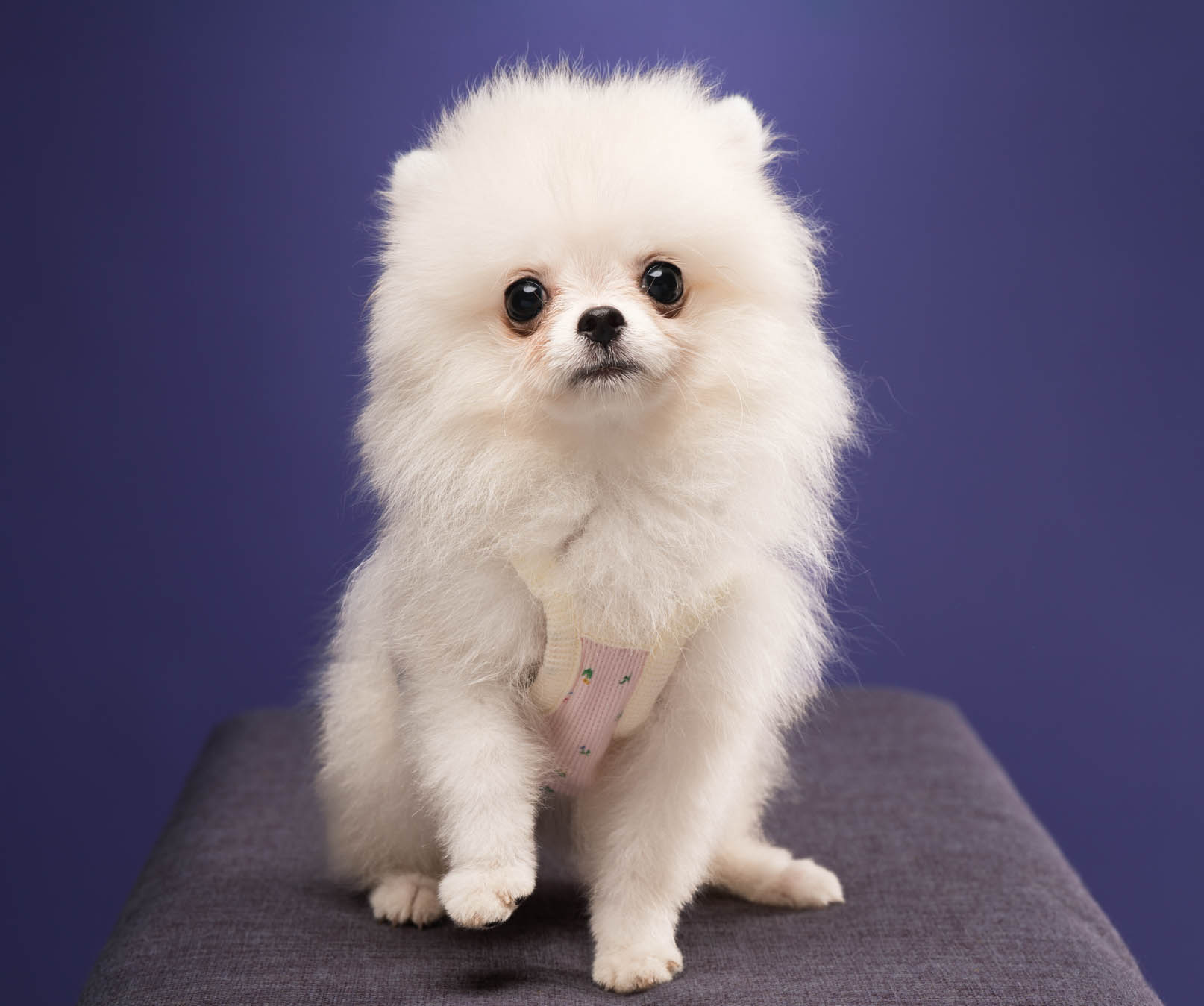 Pomeranian pet portrait in Quezon City