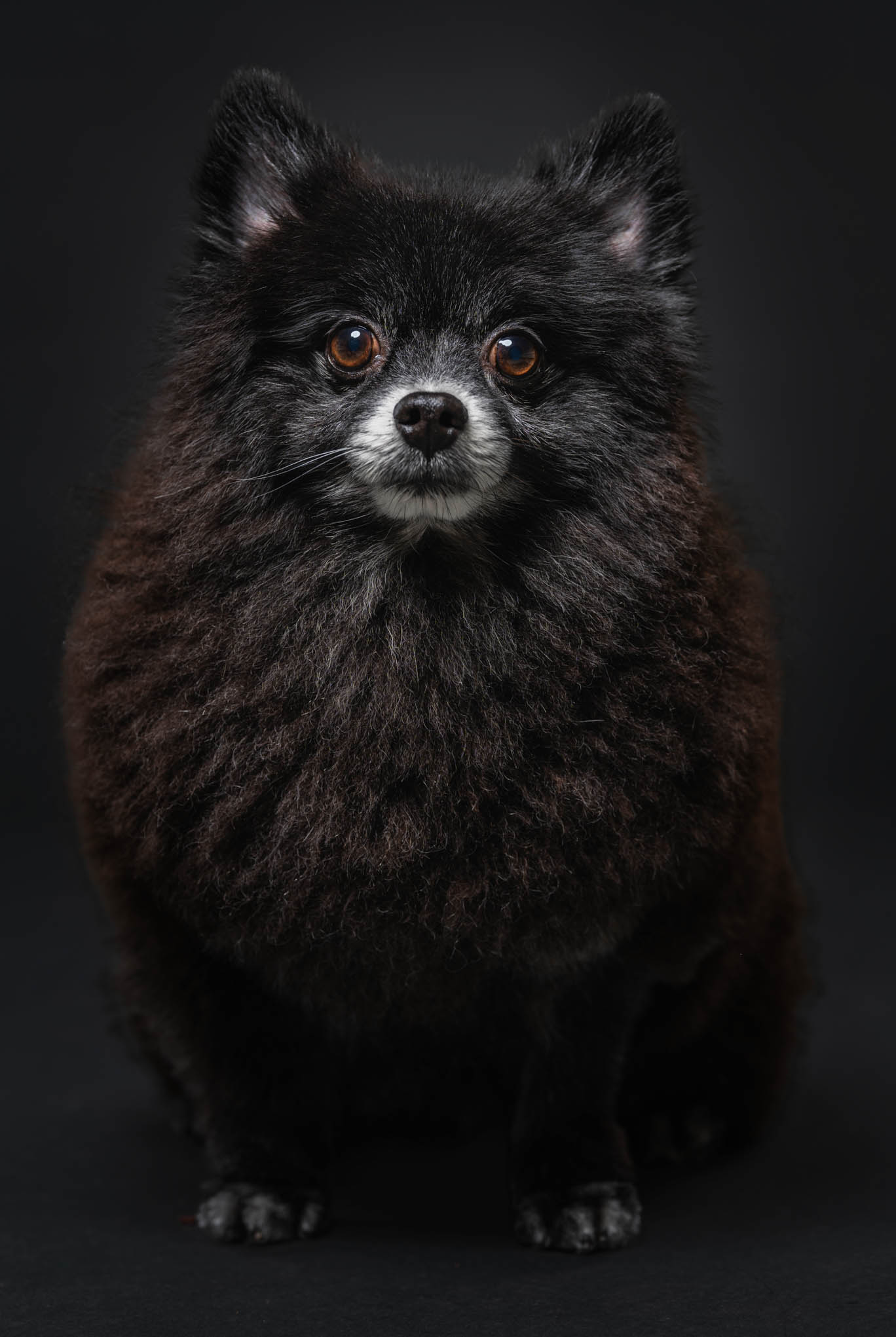 Pomeranian pet portrait in Las Piñas