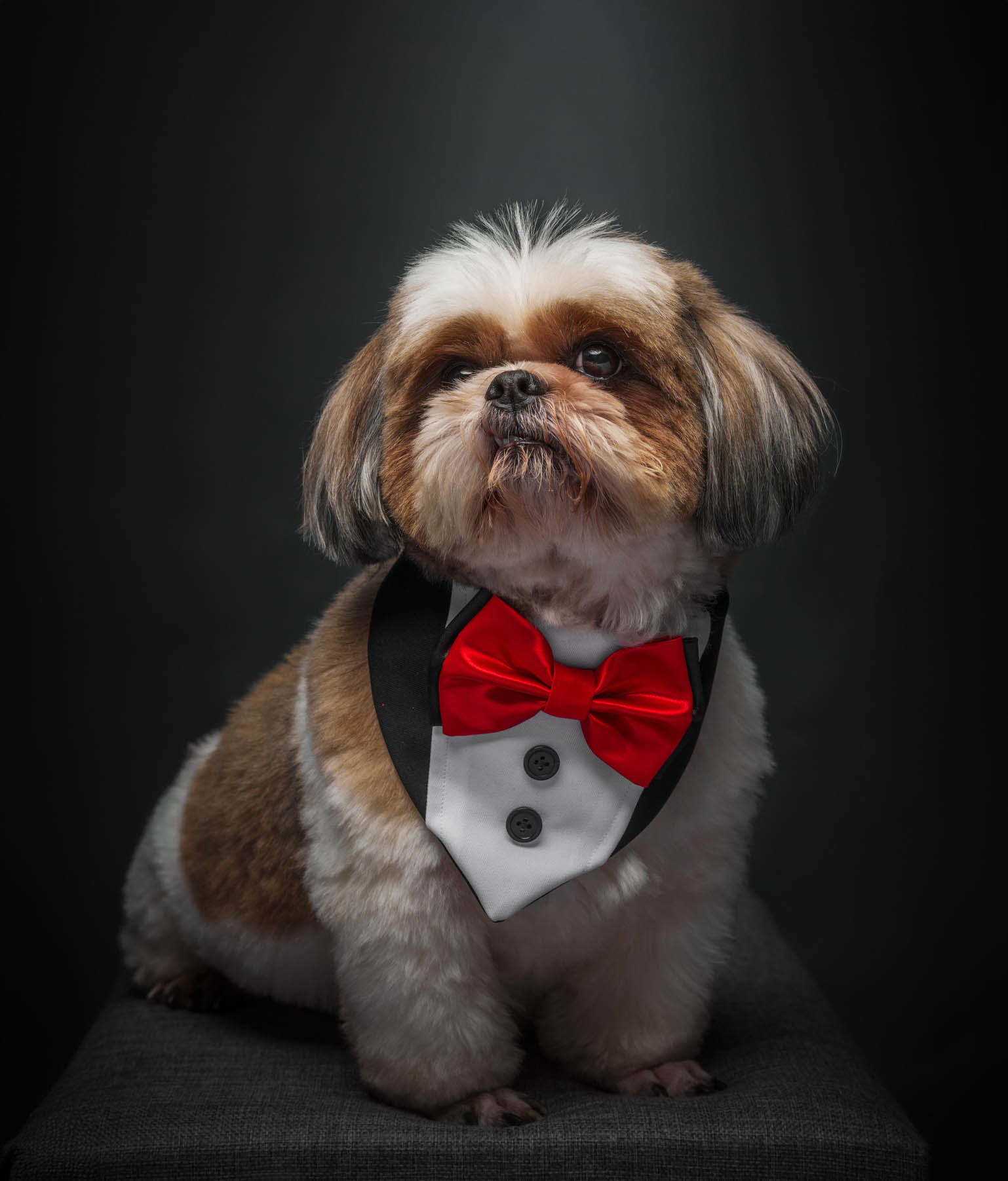 Shih Tzu pet portrait in Pasig