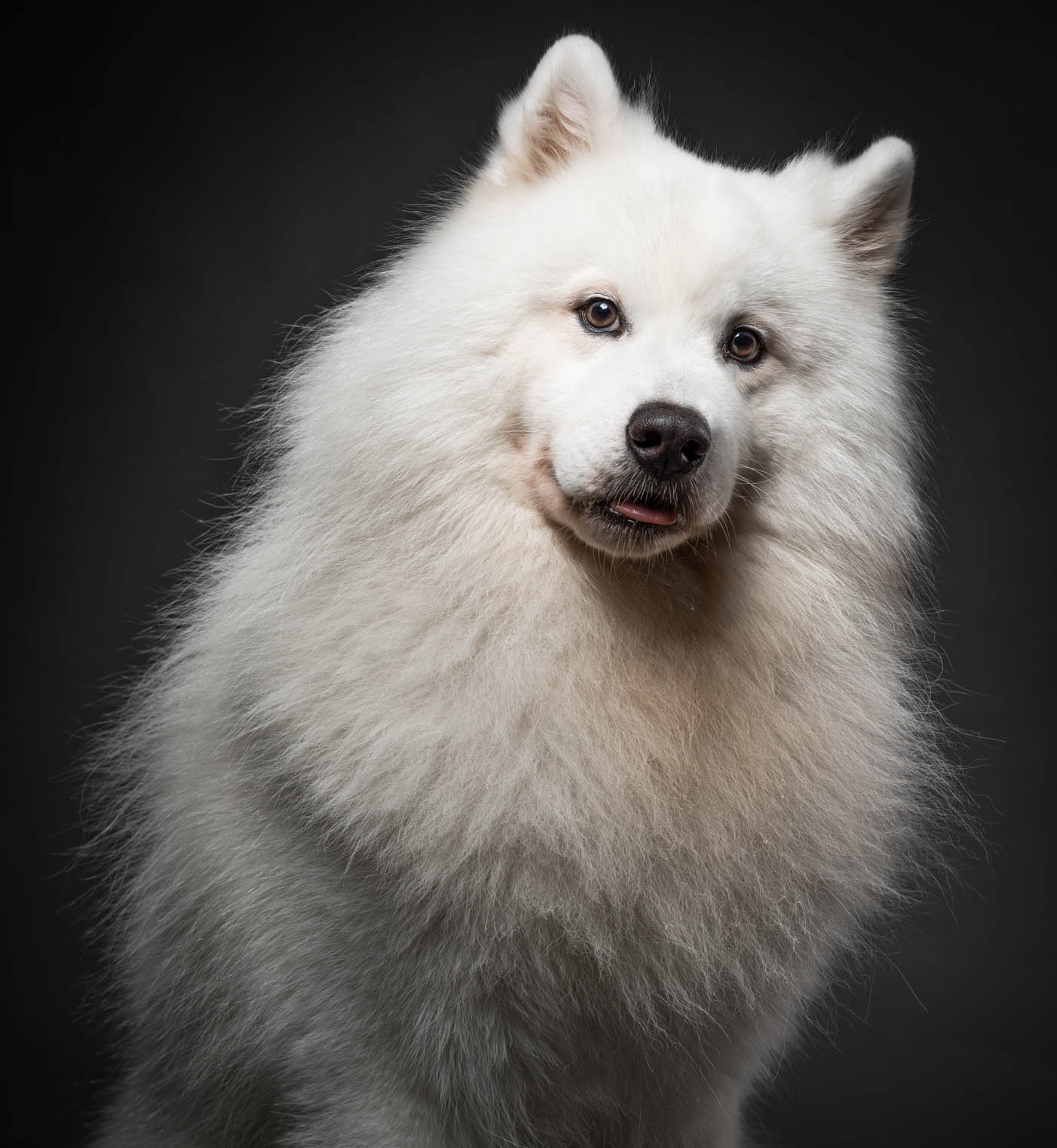 Samoyed pet portrait in Muntinlupa