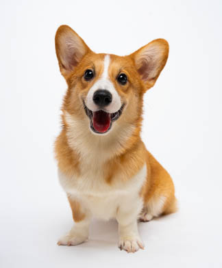 Corgi pet portrait in Las Piñas