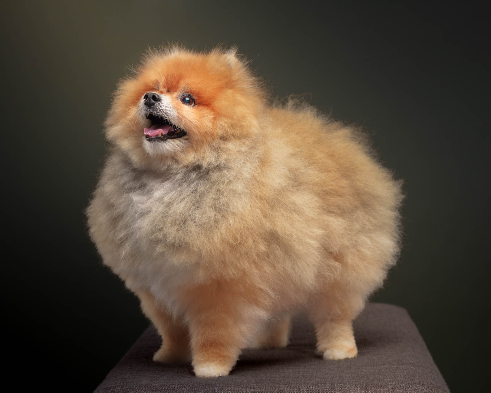 Caleb the Pomeranian pet portrait