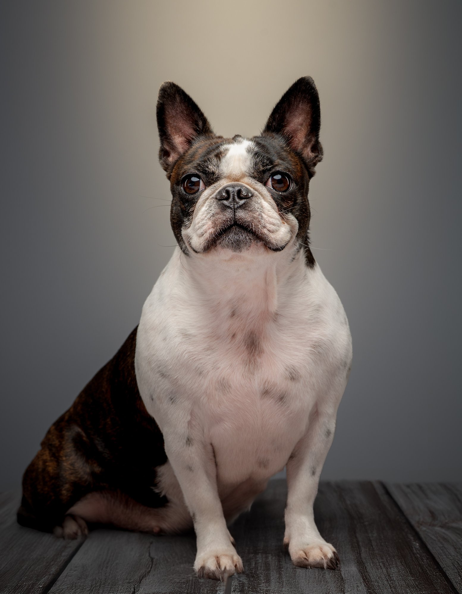 Boston Terrier pet portrait in Quezon City