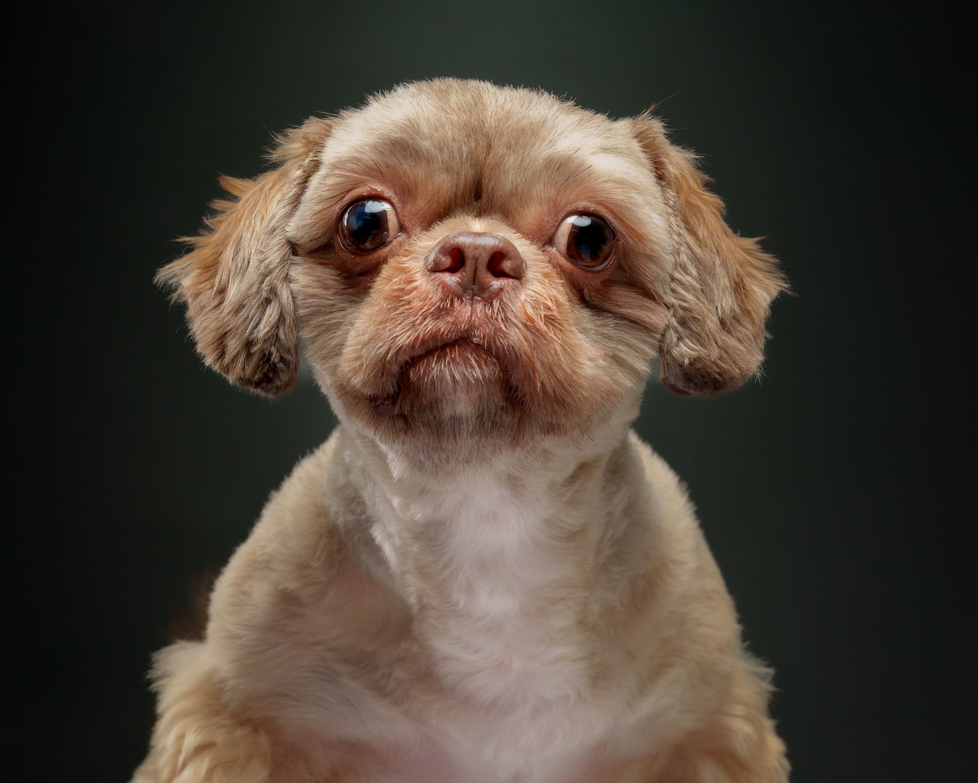 Shih Tzu pet portrait in Cavite City