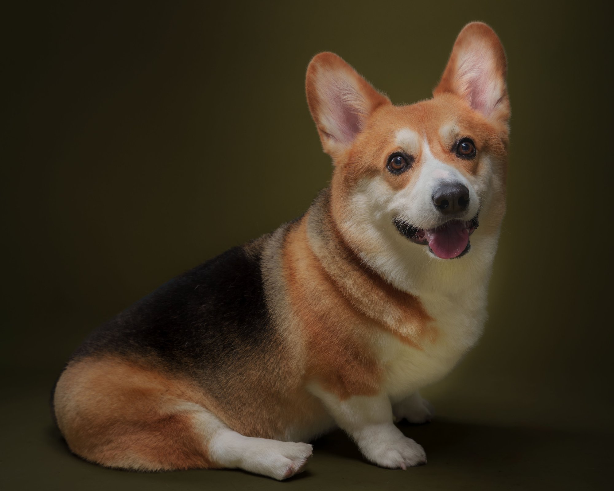 Corgi pet portrait in BGC, Taguig