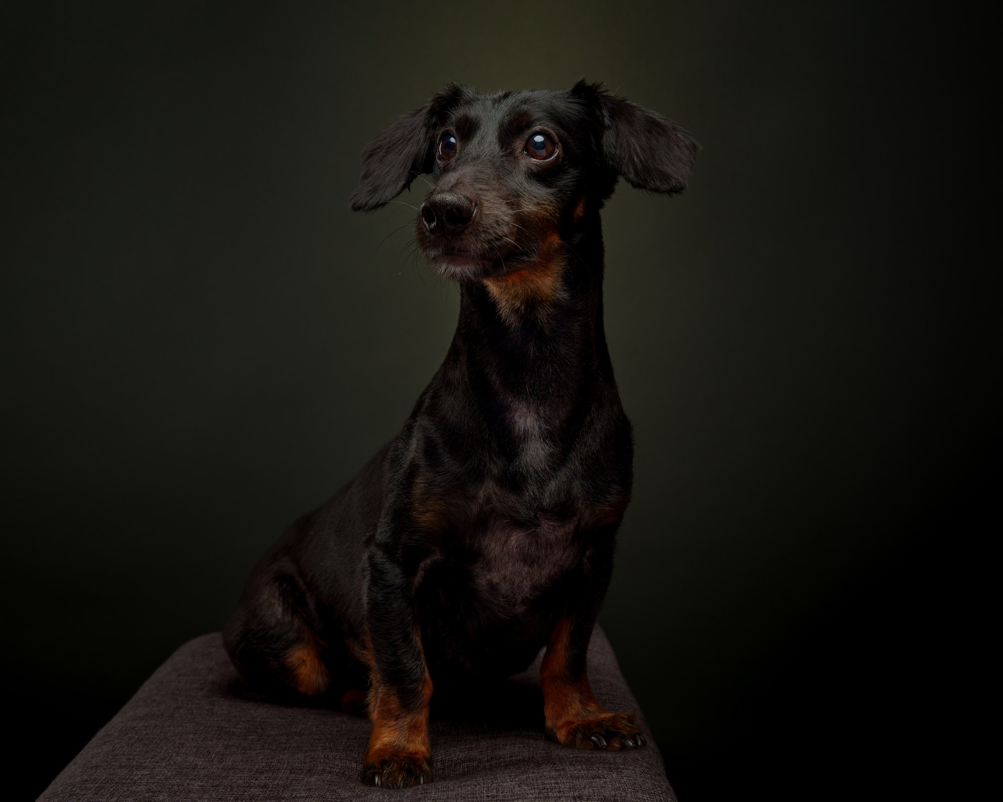 Dachshund pet portrait in Quezon City