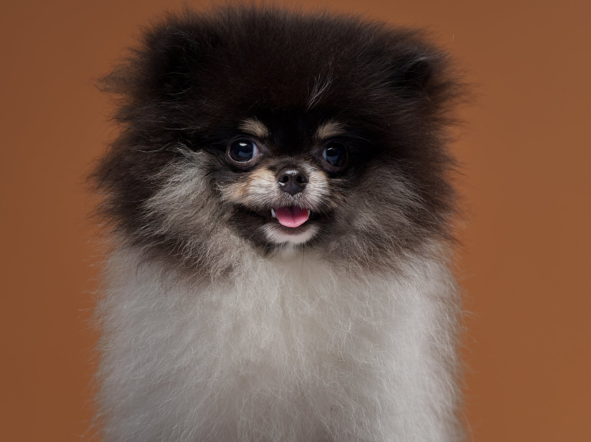 Pomeranian pet portrait in Quezon City