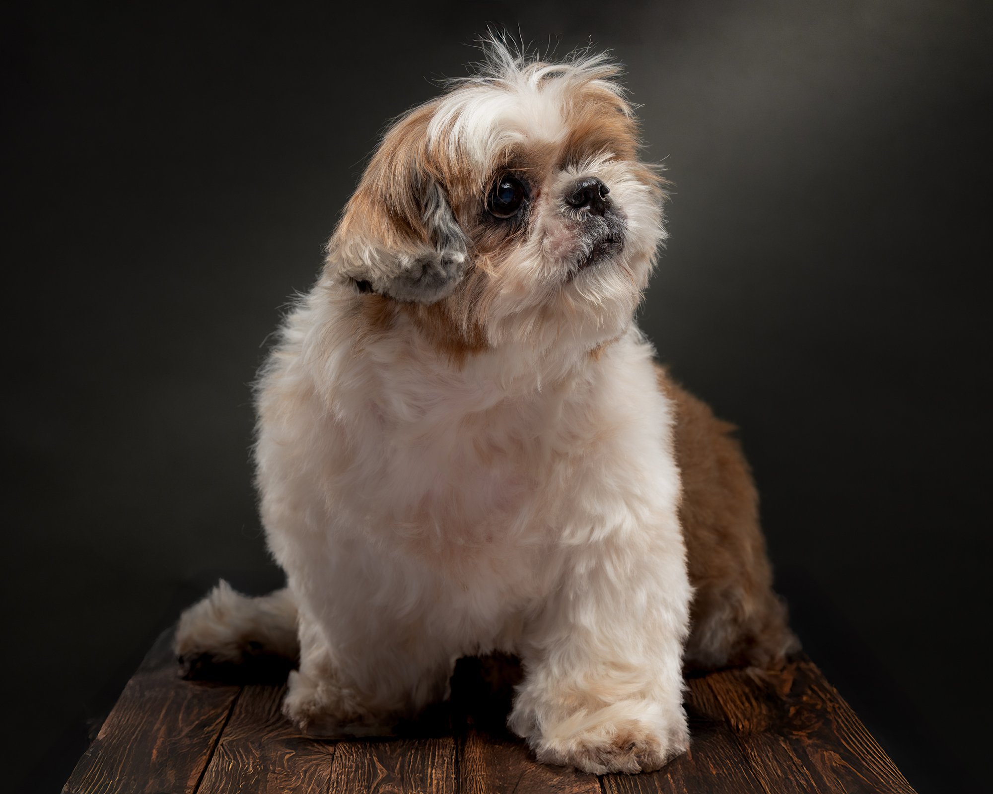 Senior pet portrait in Parañaque