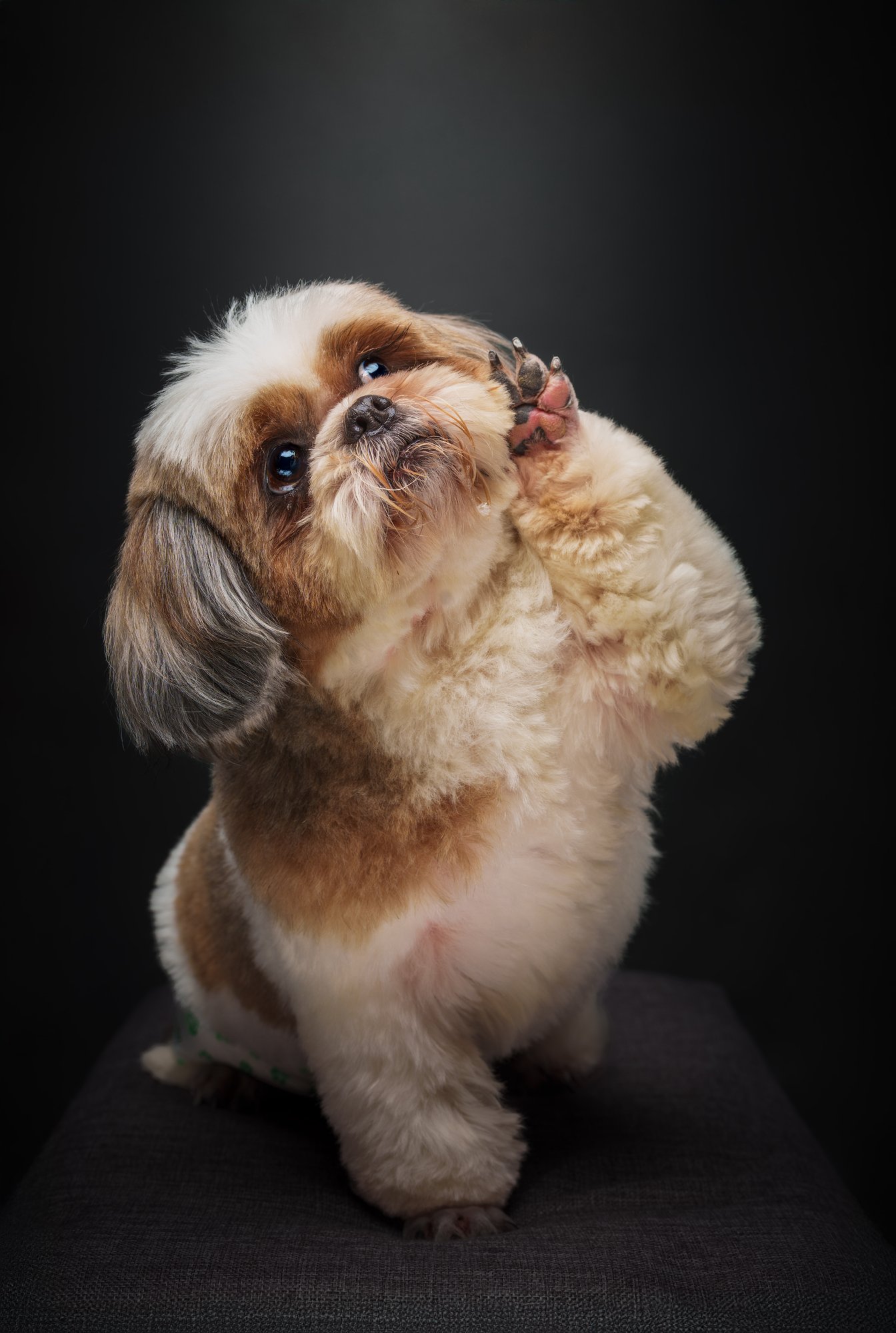 Shih Tzu pet portrait in Quezon City