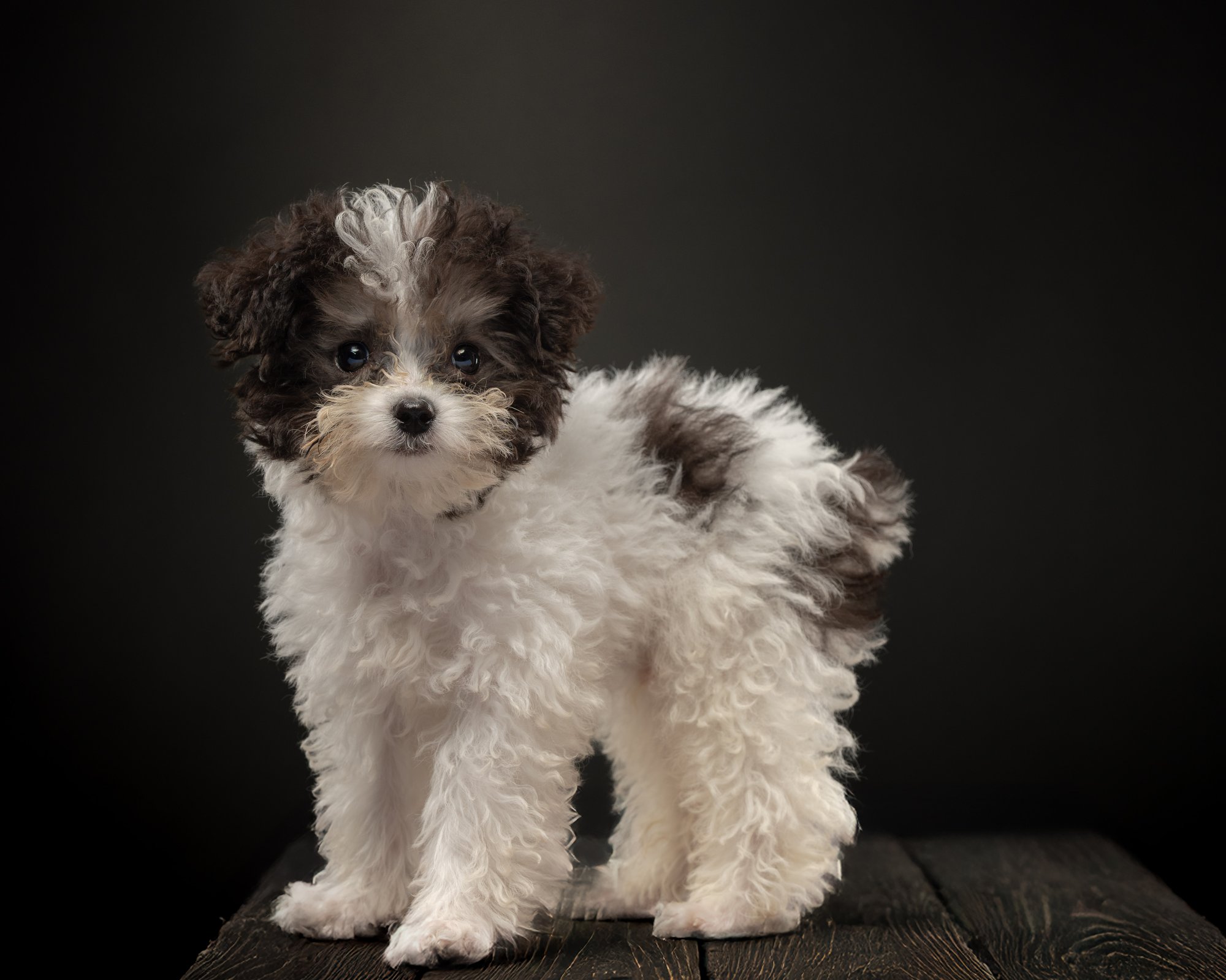 Puppy pet portrait in Makati