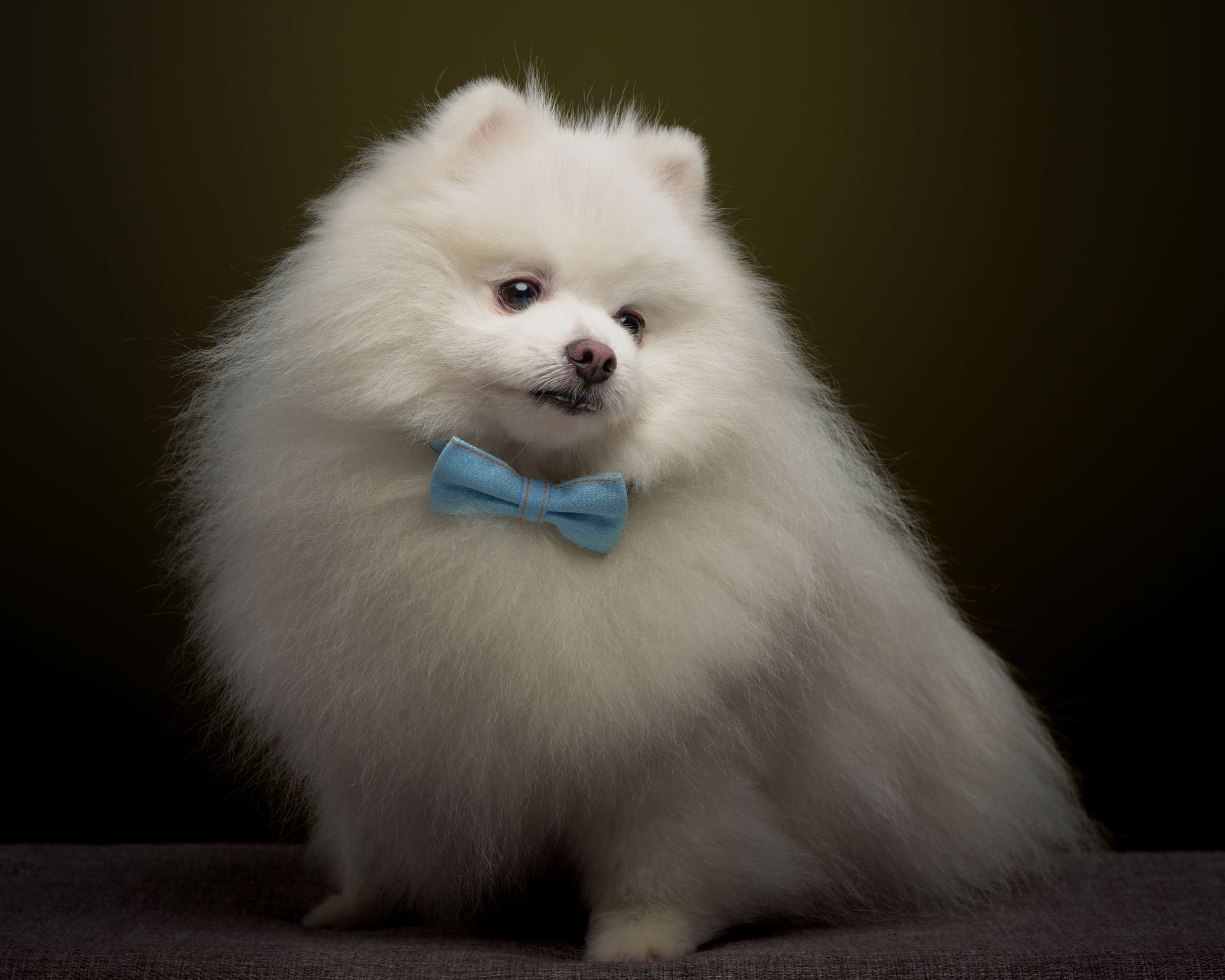 Pomeranian pet portrait in Metro Manila
