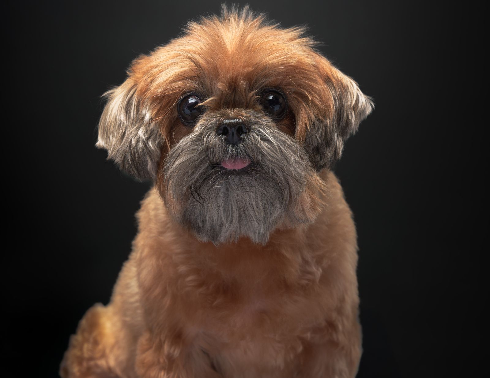 Shih Tzu pet portrait in Pasig