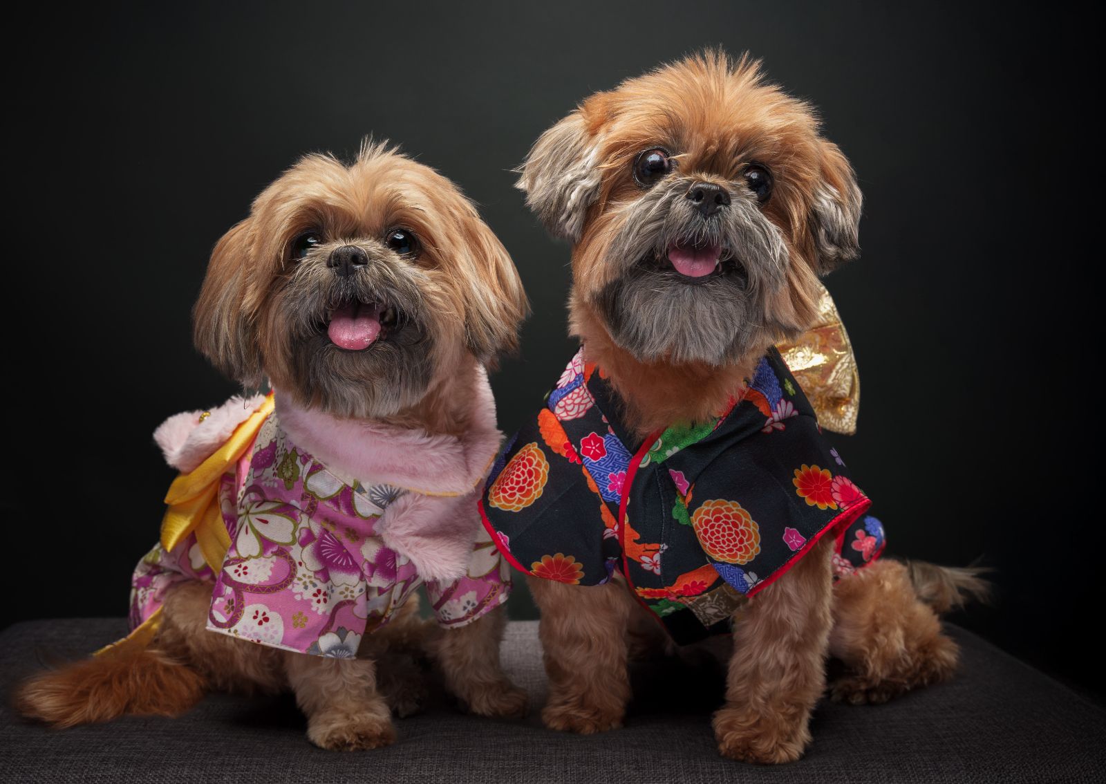 Shih Tzu pet portrait in Pasig