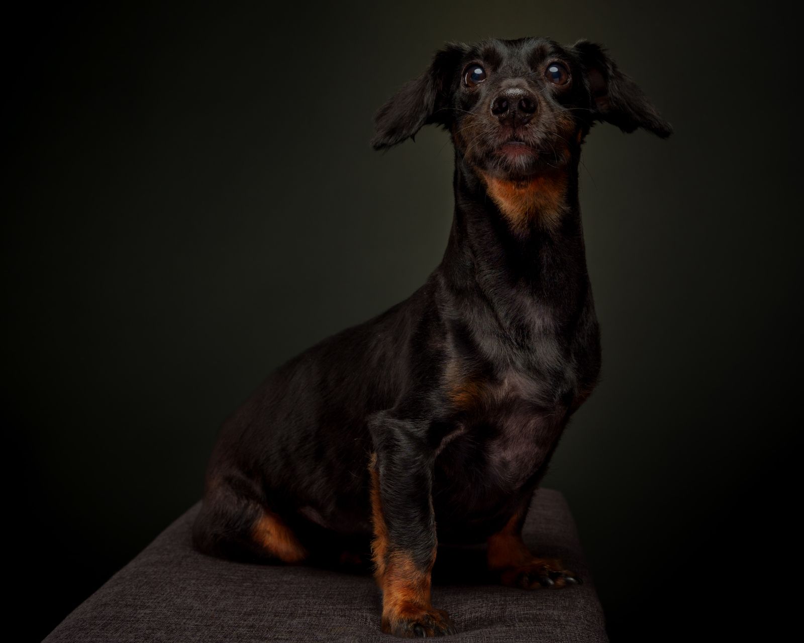 Dachshund pet portrait in Quezon City