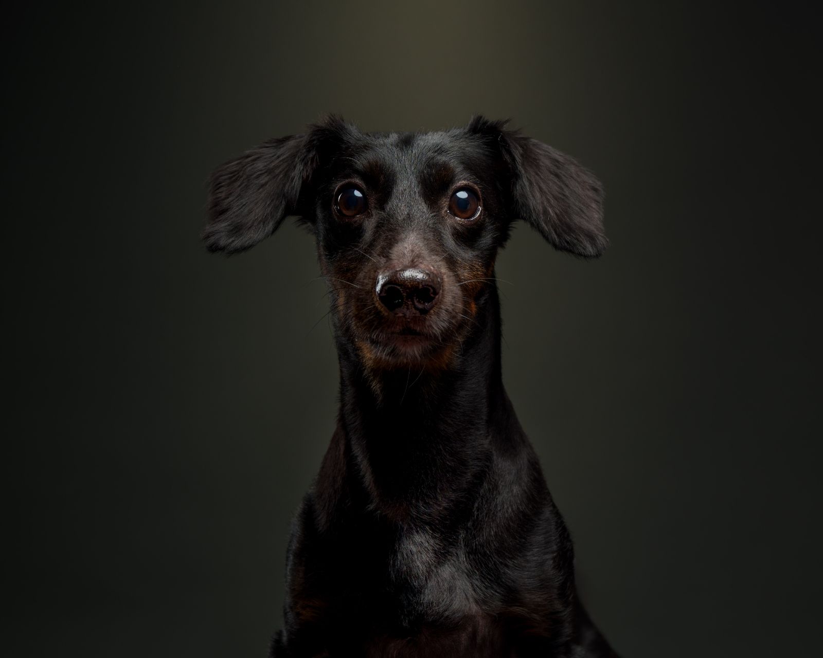 Dachshund pet portrait in Quezon City