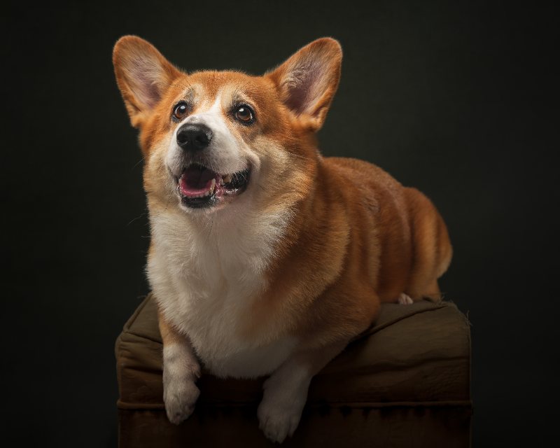 Cashew settled onto a cushioned crate with his mouth open in a relaxed, happy pant