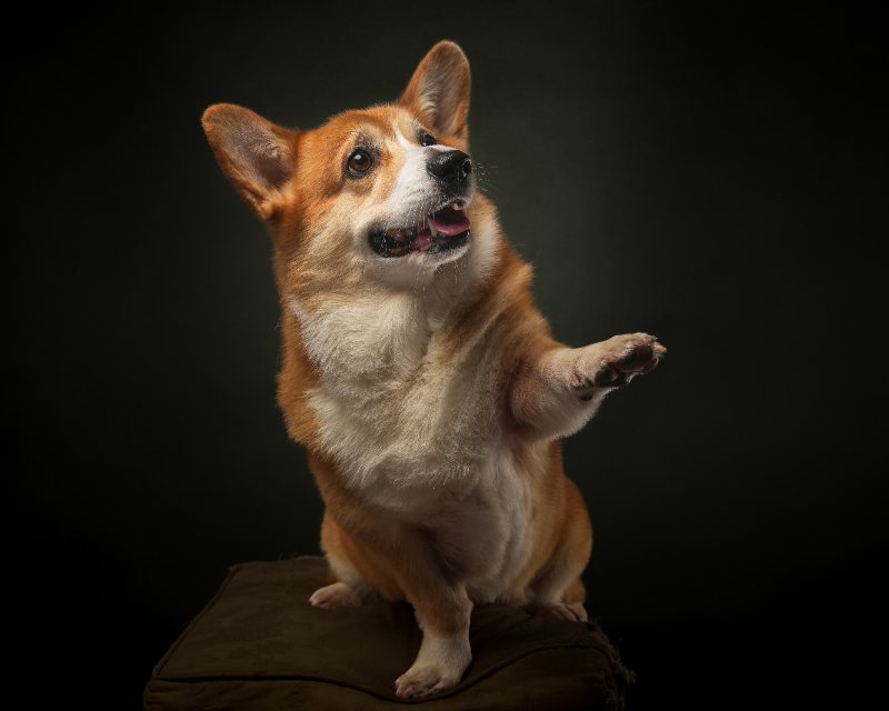 Cashew up on his hind legs with one front paw reaching out toward the camera