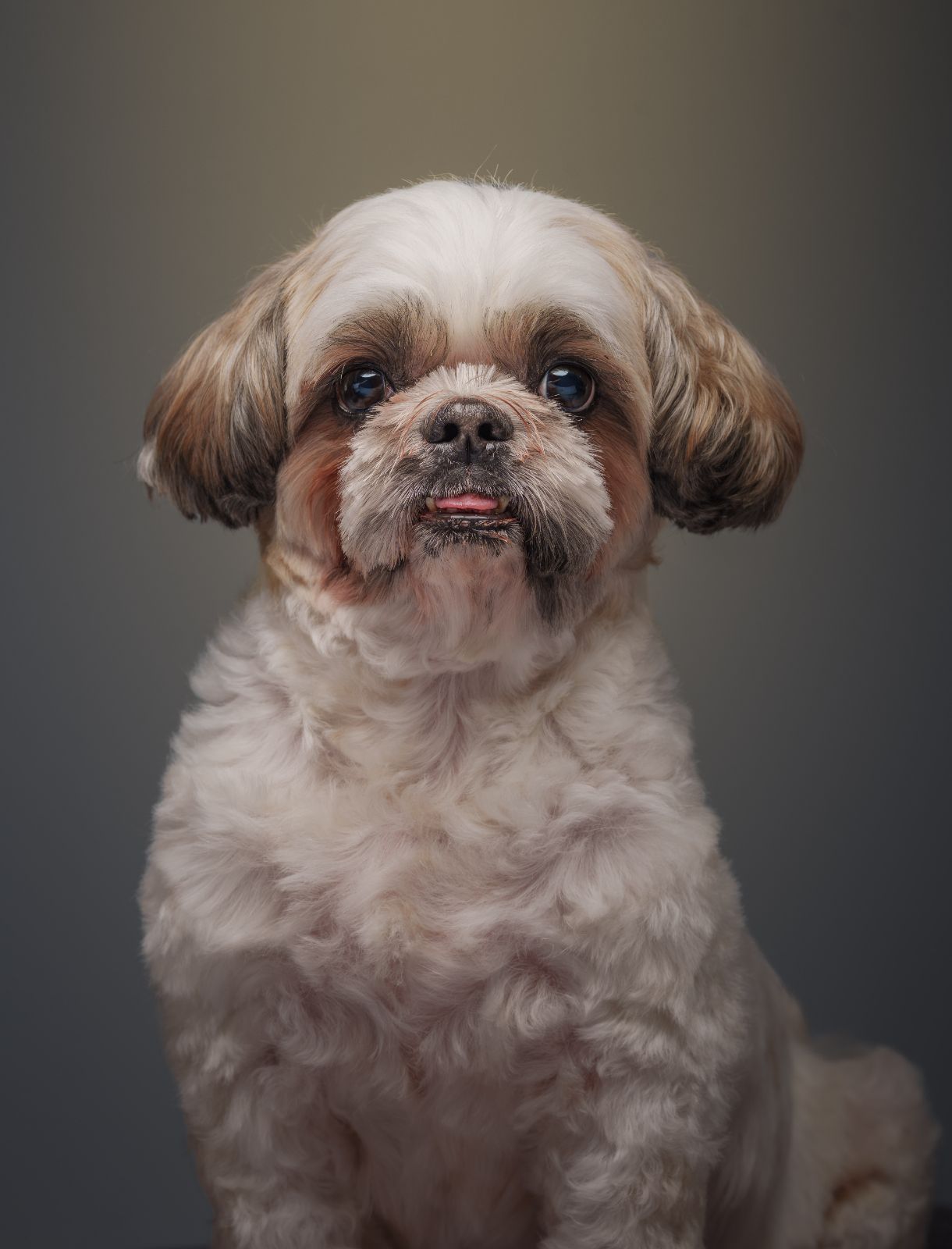 Shih Tzu pet portrait in Quezon City