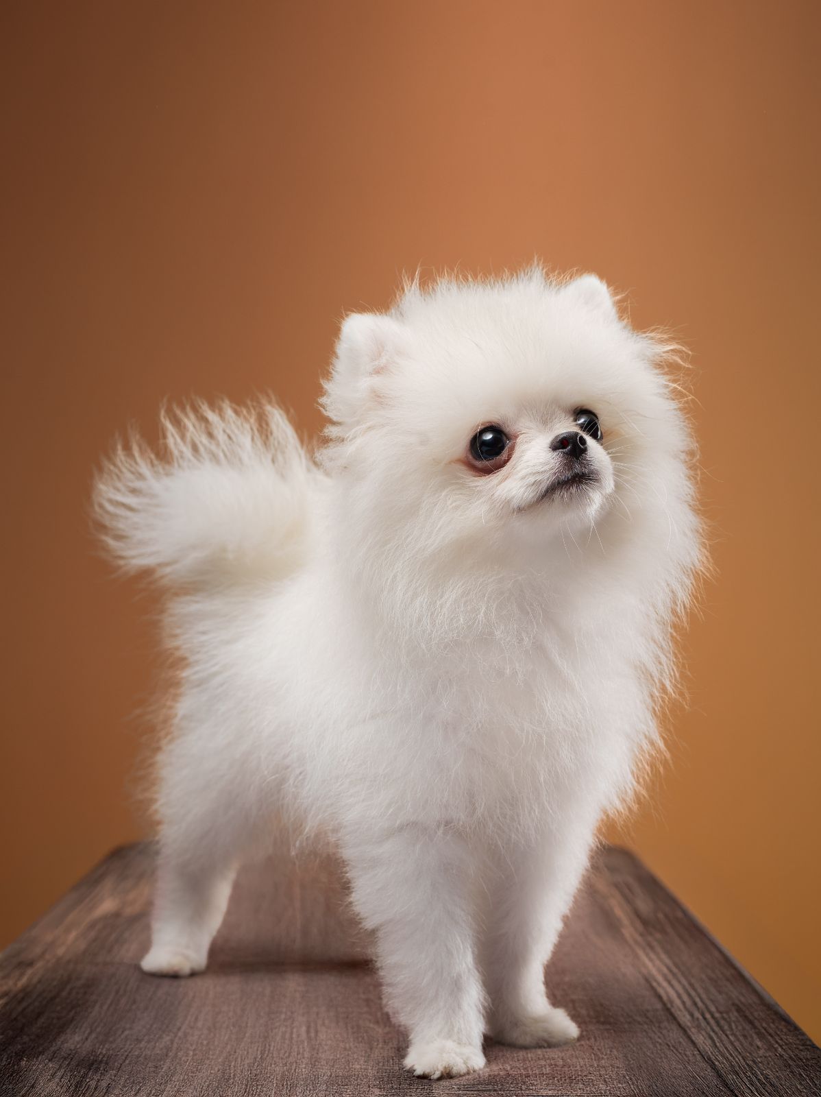 Pomeranian pet portrait in Quezon City