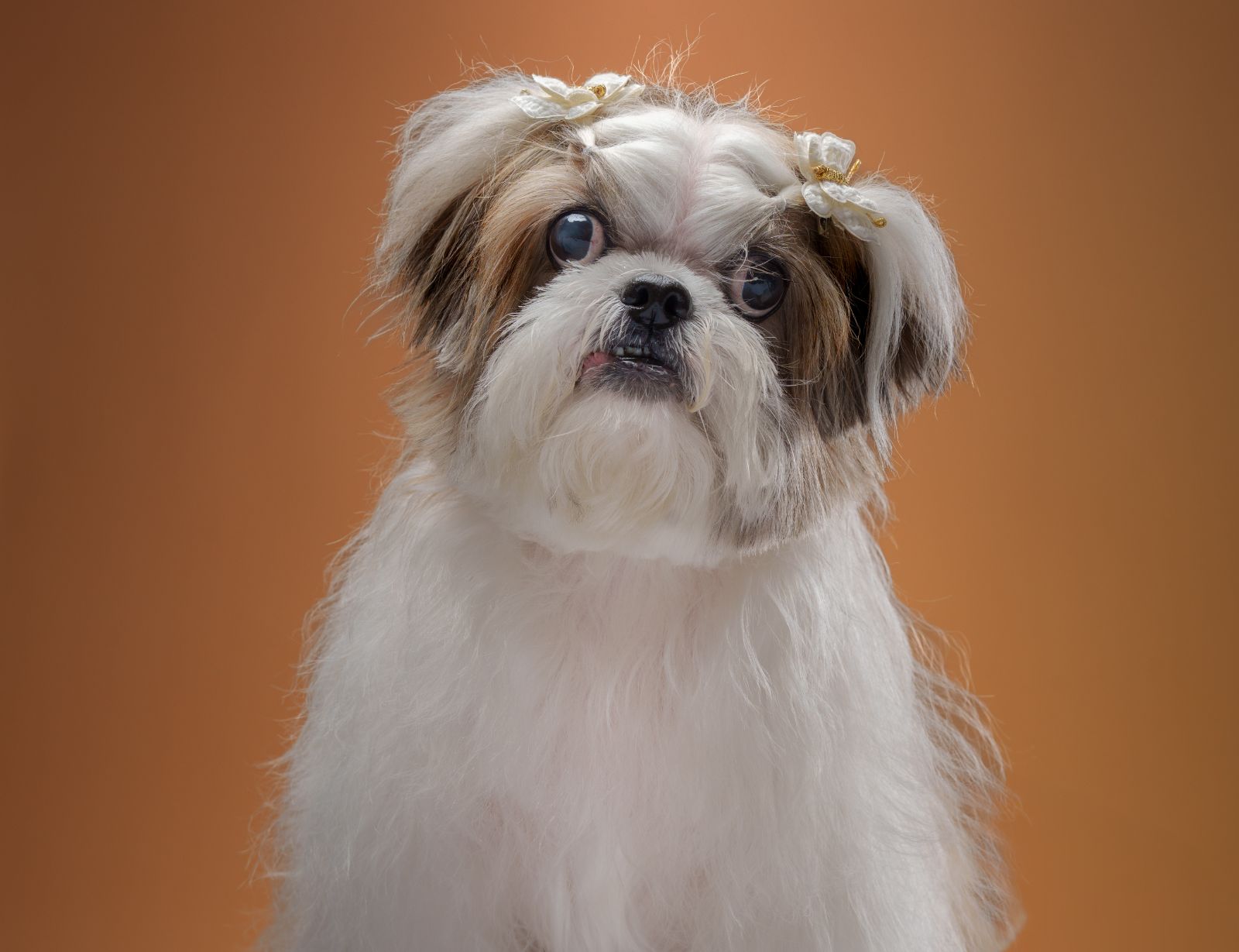 Shih Tzu pet portrait in Quezon City